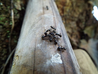 エゴツルクビオトシブミ leaf-cut weevil