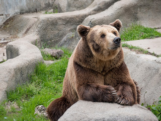 Fototapeta premium Eurasian brown bear (Ursus arctos arctos) on the rock