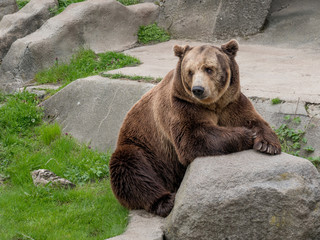 Fototapeta premium Eurasian brown bear (Ursus arctos arctos), also known as the European brown bear.