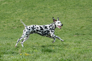 Adorable black Dalmatian dog outdoors in summer