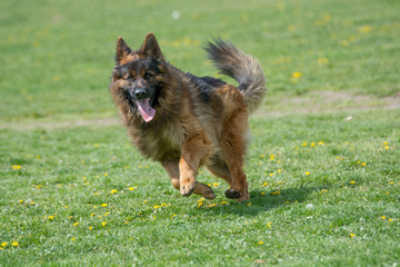 German Shepherd Running Through the Grass