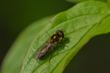 Schwebfliege sitzt auf einem Blatt