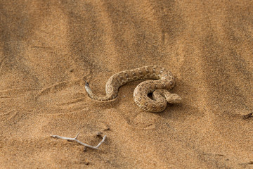 Fototapeta na wymiar Sidewinder snake in the Namib desert