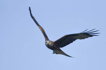 Fototapeta na wymiar portrait of Red Kite in flight