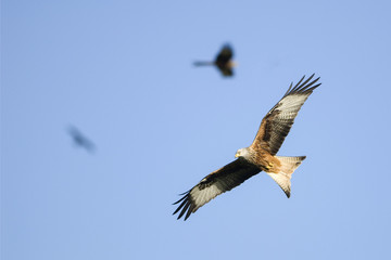 Red kites flying