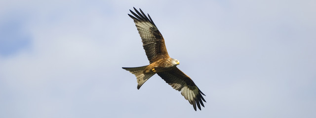Red Kite flying