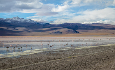 Laguna Colorada (Red Lagoon) in Bolivean altiplano - Potosi Department, Bolivia