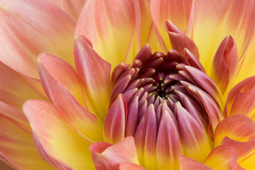 Yellow with pink dahlia flower