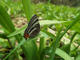 トラフシジミ blue butterfly