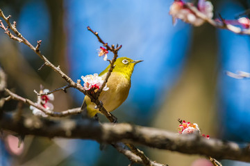 The Japanese White-eye.The background is white plum blossoms. Located in Tokyo Prefecture Japan.