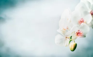 Foto auf Acrylglas Orchidee Blumengrenze mit schönen weißen Orchideenblumen auf blauem Hintergrund. Natur-, Spa- oder Wellnesskonzept