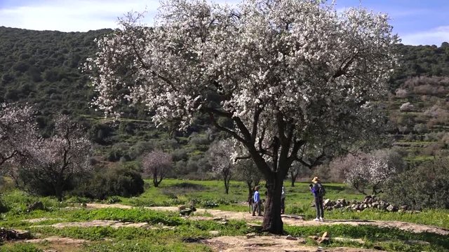 Spring in the mountains of Samaria. Olives and Almonds in flowers.