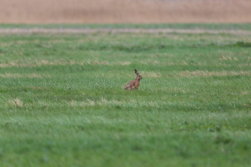brown hare  (Lepus europaeus) in green meadow