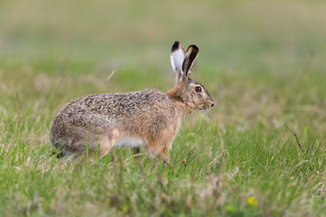 portrait of brown hare  (Lepus europaeus) in green meadow