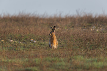 portrait of brown hare  (Lepus europaeus) in green meadow