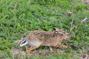 brown hare  (Lepus europaeus) in green meadow