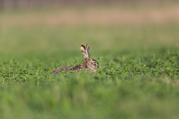 portrait of brown hare  (Lepus europaeus) in green meadow
