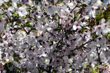 White pink flowers, cherry tree at spring