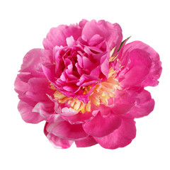 Pink peony flower with yellow stamens isolated on white background.