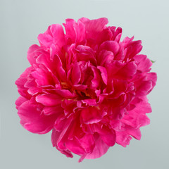 A flower of a purple peony isolated on a gray background.