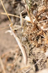 Mante religieuse (Mantis religiosa)