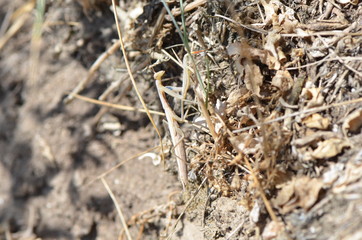Mante religieuse (Mantis religiosa)