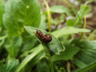 蛾の幼虫 larva of moth