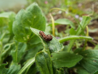 蛾の幼虫 larva of moth