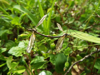 交尾中のキリウジガガンボ couple of crane flies