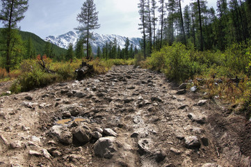 Extreme rocky dirt road in a mountain valley among cedar trees forest on the background of snowy mountain ranges Aktru Altai Mountains, Siberia, Russia - obrazy, fototapety, plakaty