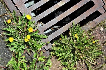 An image of a sewer cover with flowers