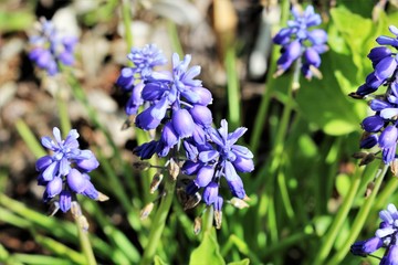 An Image of blue flowers