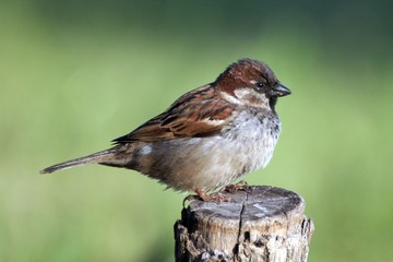 Sparrow on the spot