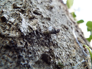 交尾中のハエ couple of fly