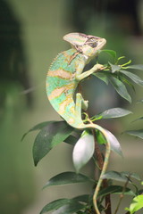 Veiled chameleon (Chamaeleo calyptratus) in Republic of Yemen