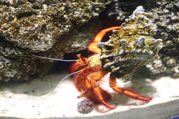 White-spotted hermit crab (Dardanus megistos) 