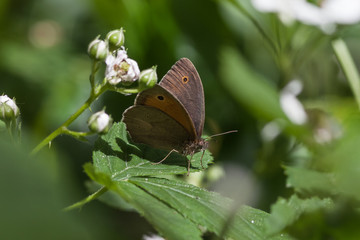 Obraz premium Großes Ochsenauge