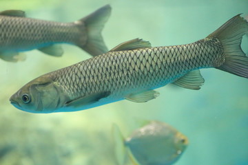Fototapeta premium Grass carp (Ctenopharyngodon idellus) in Japan
