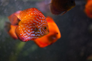 Obraz premium Discus fish in aquarium