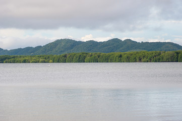 Green mangrove forest