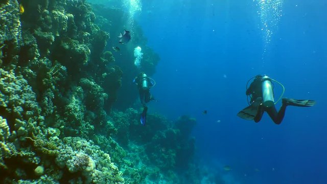 Two divers swim along the wall of the coral reef.
