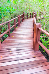 Obraz premium Wooden bridge walkway in mangrove forest