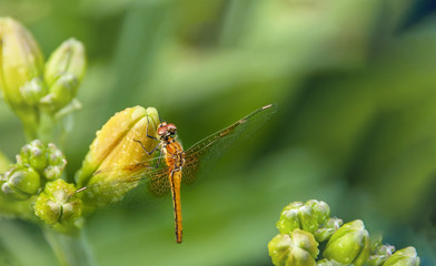 Dragonfly sitting on the flower buds of daylilies on blurred green background with place for your text horizontal location of the frame