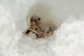 cute field mouse