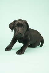 Chocolate Labrador puppy on green background