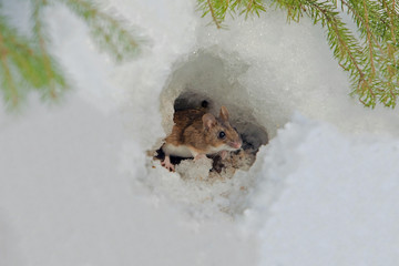 cute field mouse