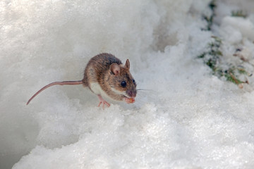 cute field mouse