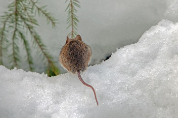 Obraz premium cute field mouse