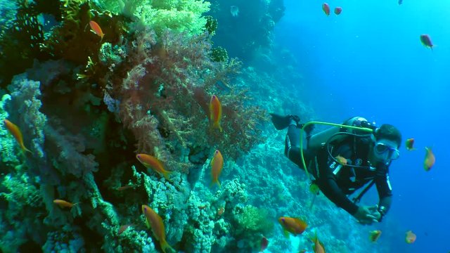 The diver swims past thickets of soft corals.
