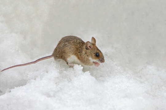 cute field mouse